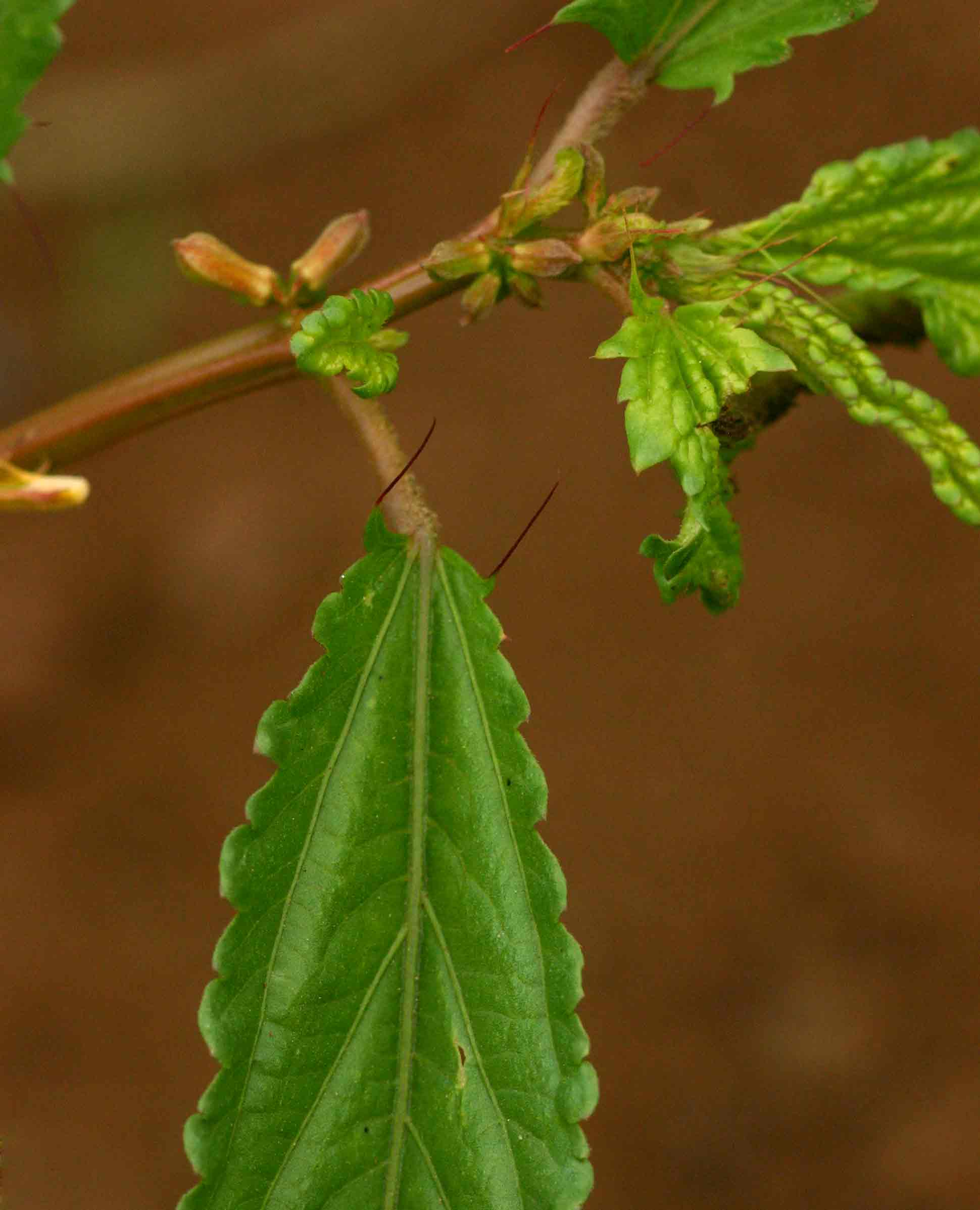 Corchorus tridens Corchorus tridens