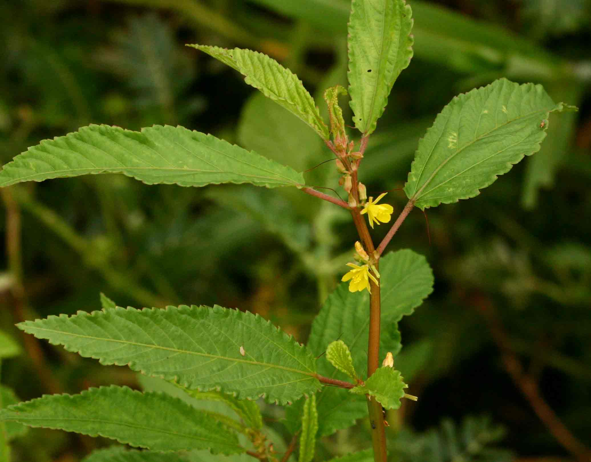 Corchorus tridens Corchorus tridens