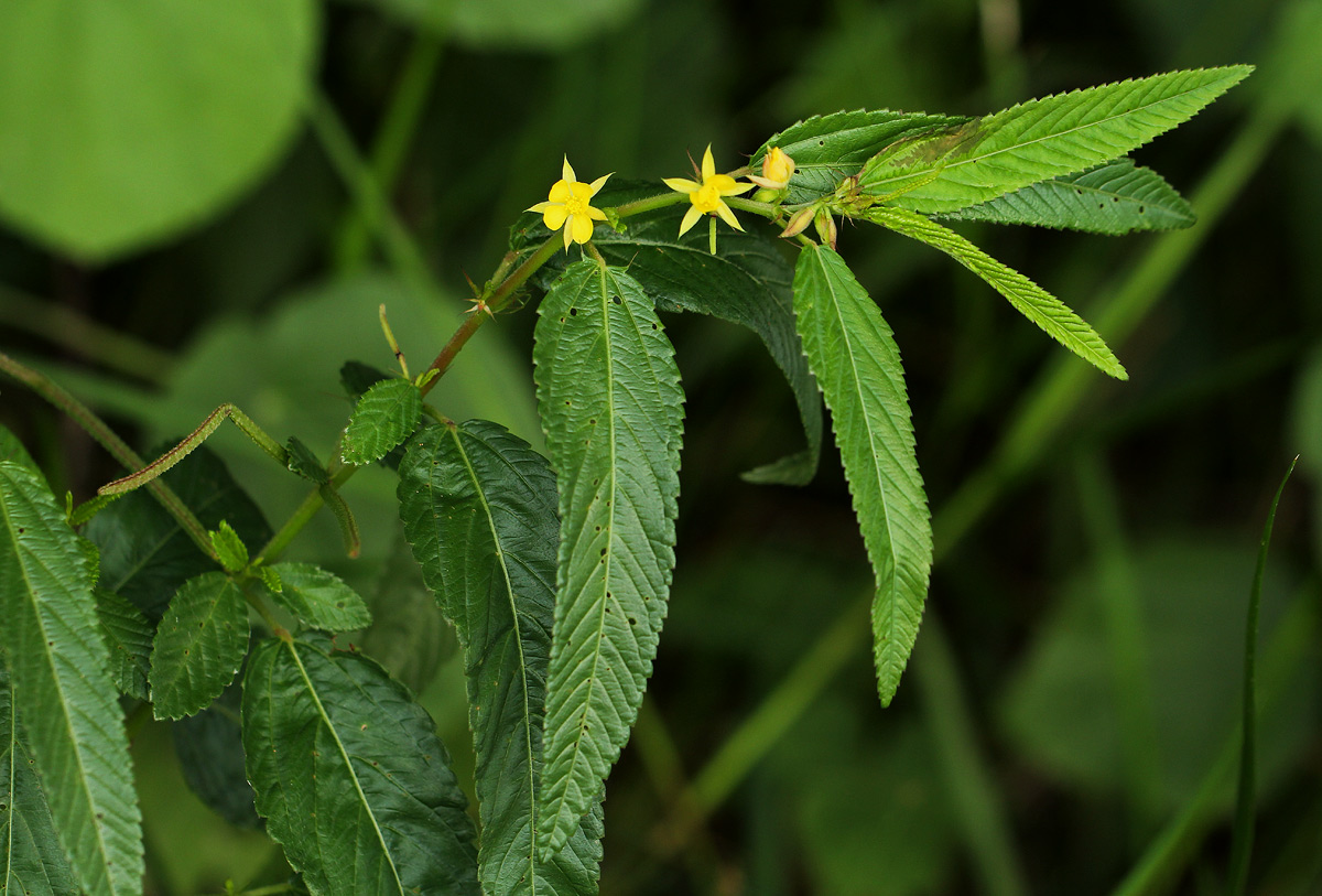 Corchorus trilocularis Corchorus trilocularis