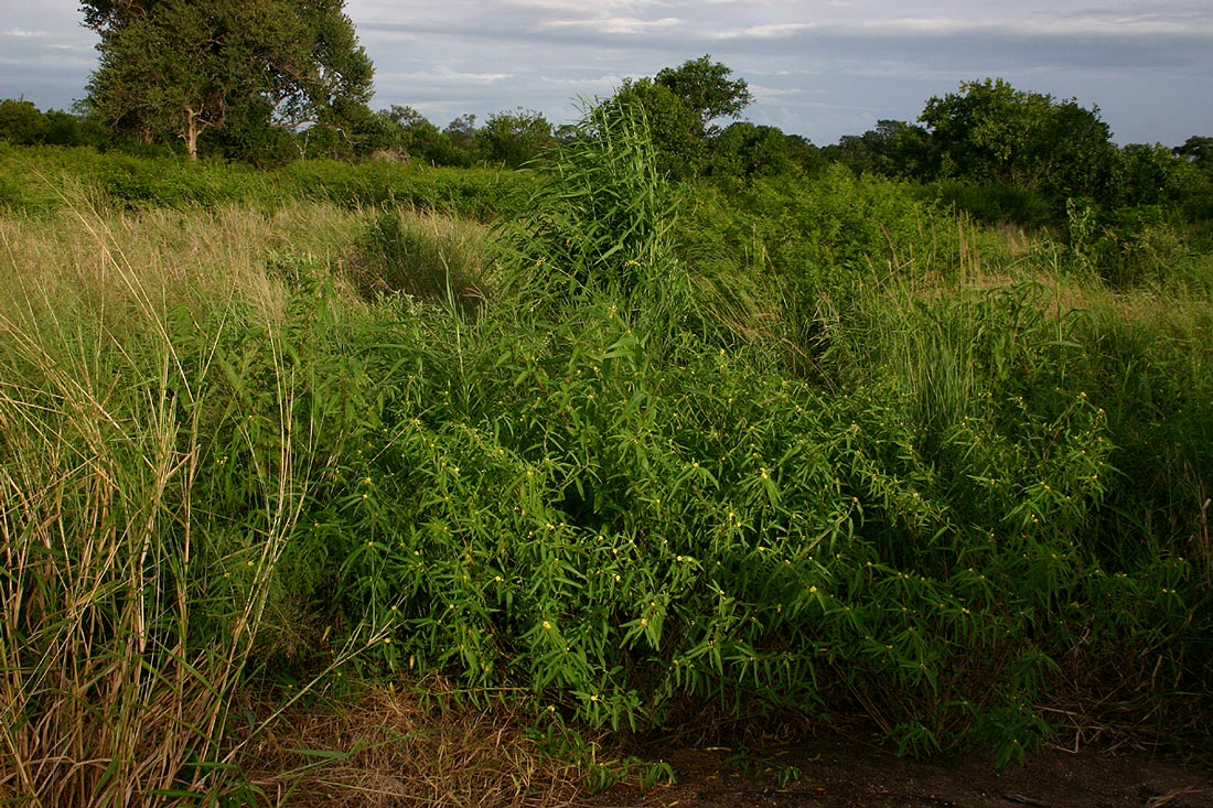 Corchorus trilocularis Corchorus trilocularis