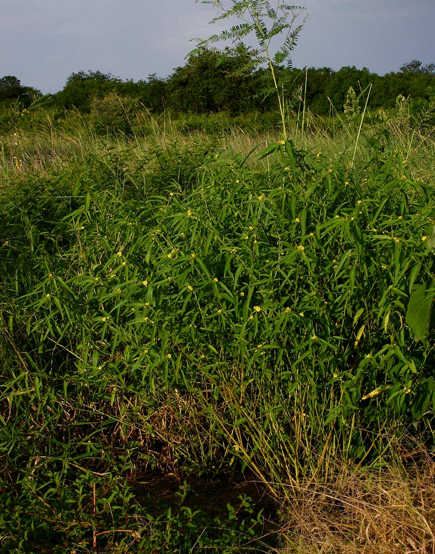 Corchorus trilocularis Corchorus trilocularis