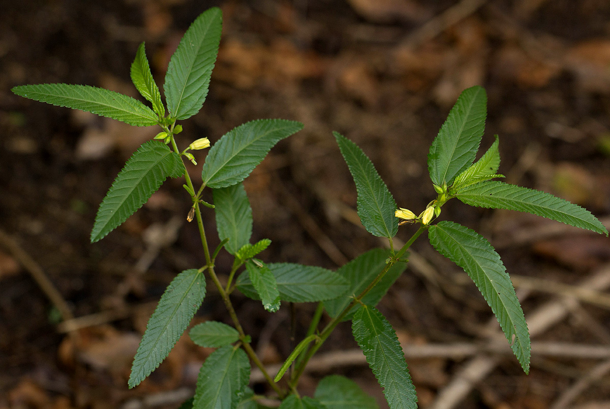 Corchorus trilocularis Corchorus trilocularis