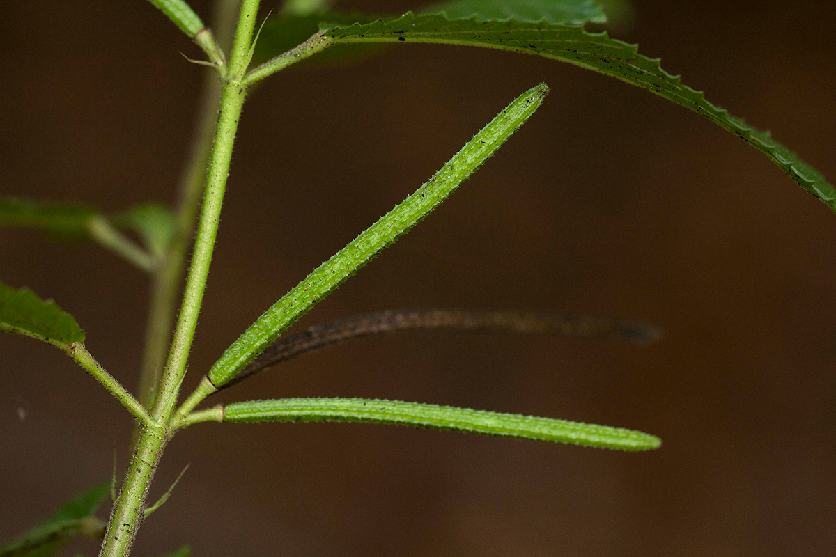 Corchorus trilocularis Corchorus trilocularis