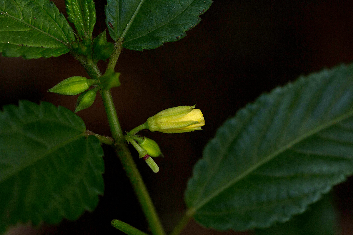 Corchorus trilocularis Corchorus trilocularis