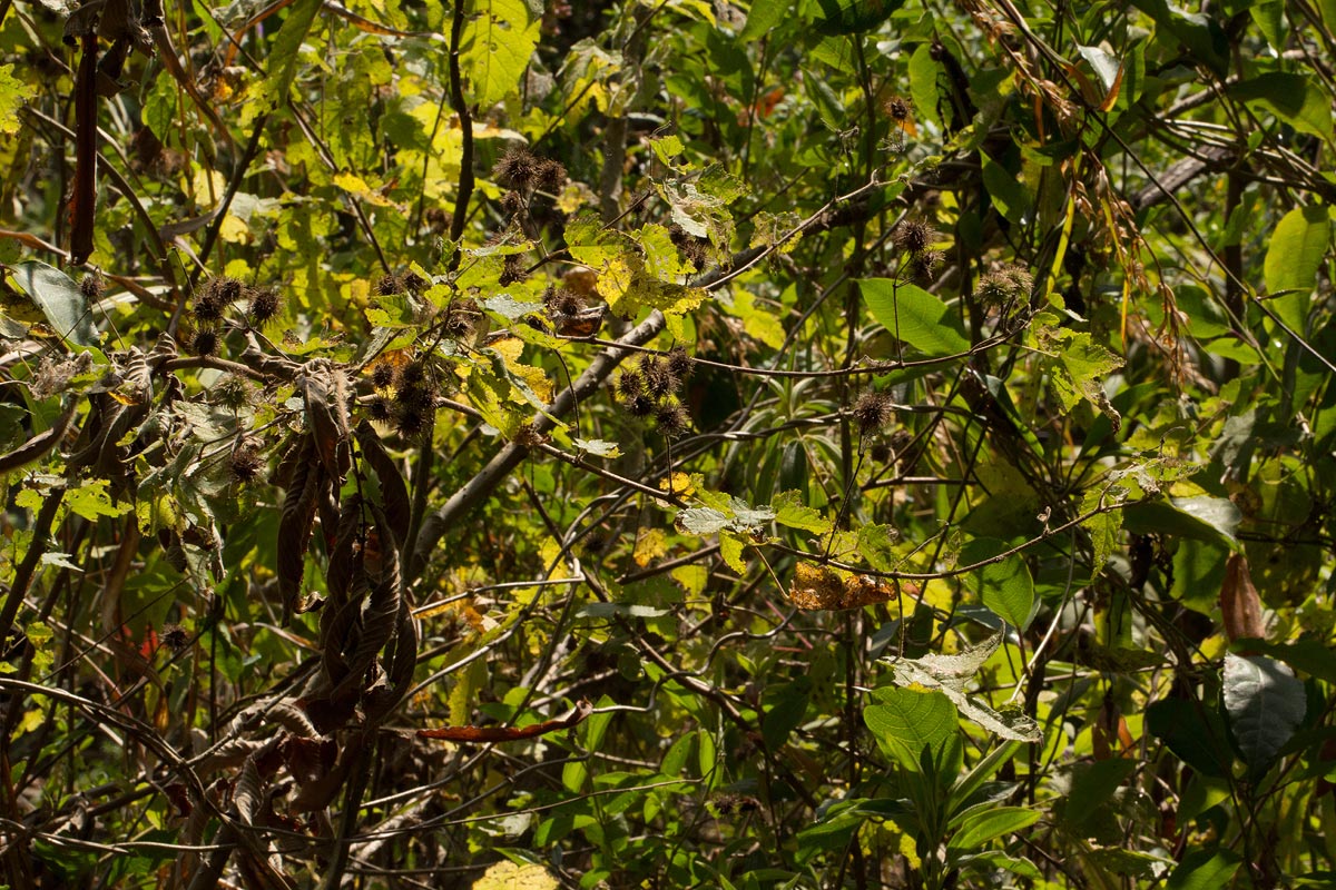 Sparrmannia ricinocarpa Sparrmannia ricinocarpa