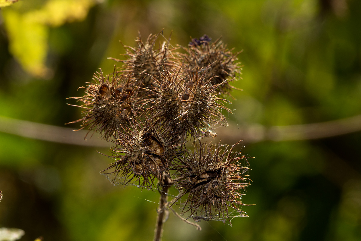 Sparrmannia ricinocarpa Sparrmannia ricinocarpa