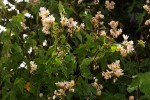 Sparrmannia ricinocarpa