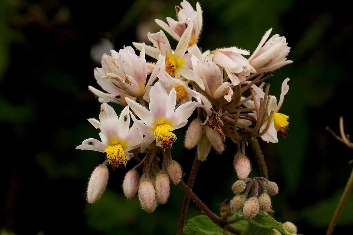 Sparrmannia ricinocarpa Sparrmannia ricinocarpa