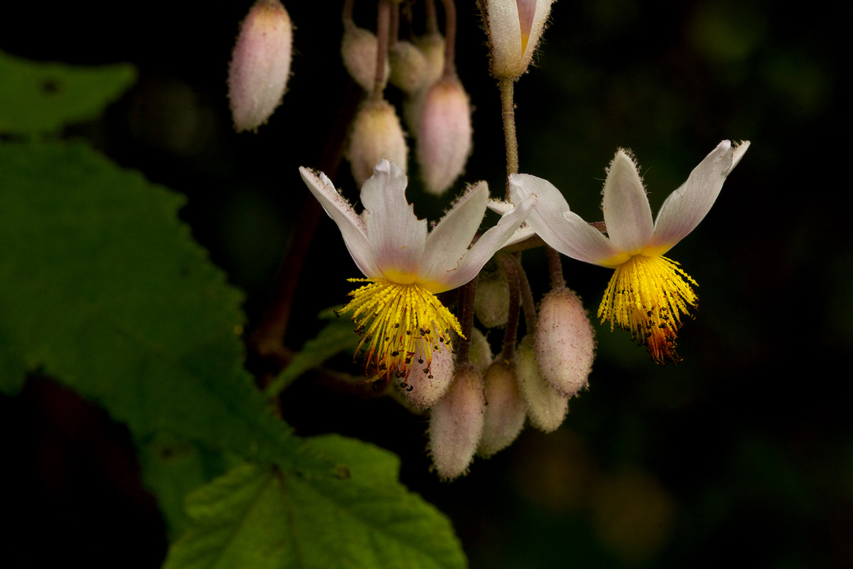 Sparrmannia ricinocarpa Sparrmannia ricinocarpa