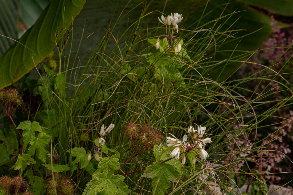 Sparrmannia ricinocarpa Sparrmannia ricinocarpa