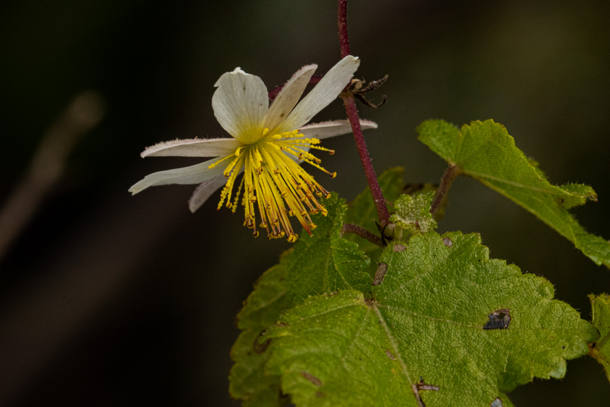 Sparrmannia ricinocarpa Sparrmannia ricinocarpa