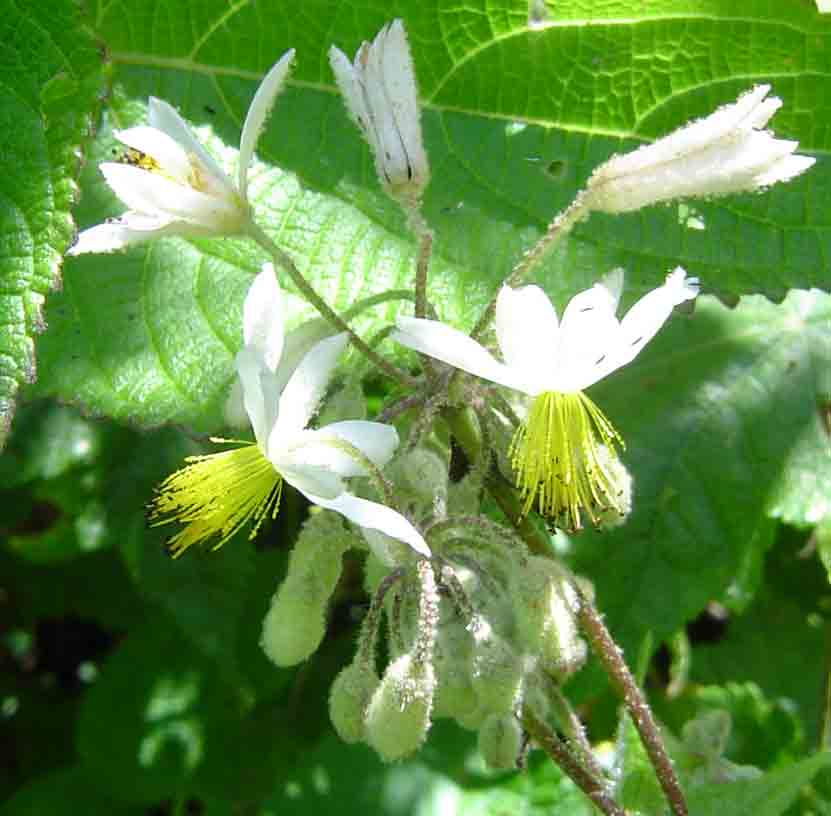 Sparrmannia ricinocarpa
