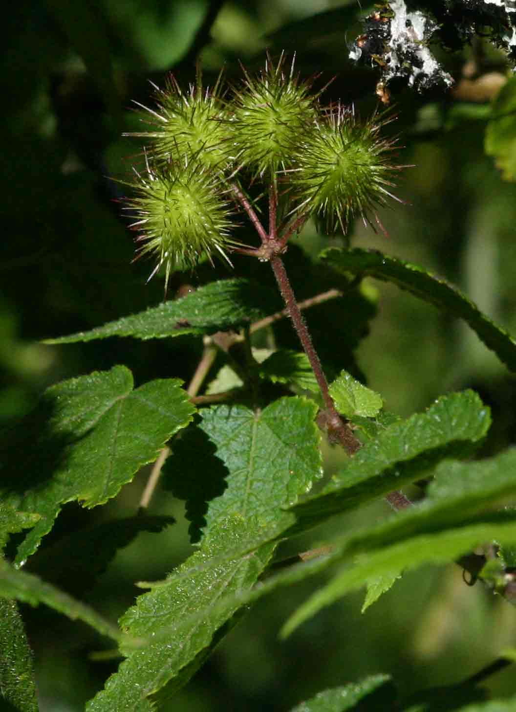 Sparrmannia ricinocarpa