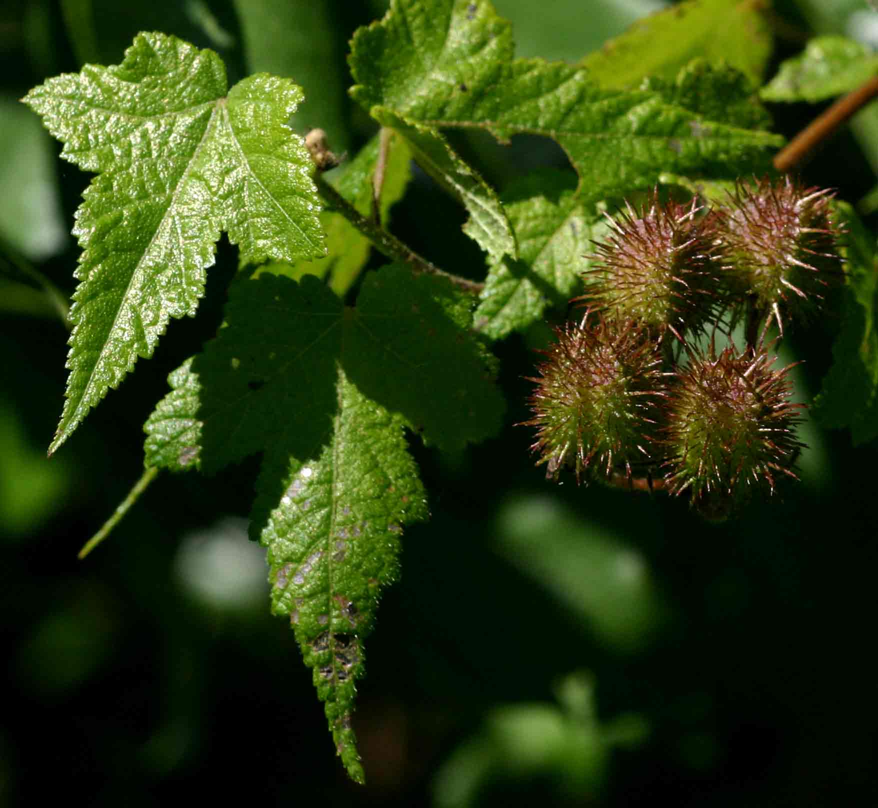 Sparrmannia ricinocarpa
