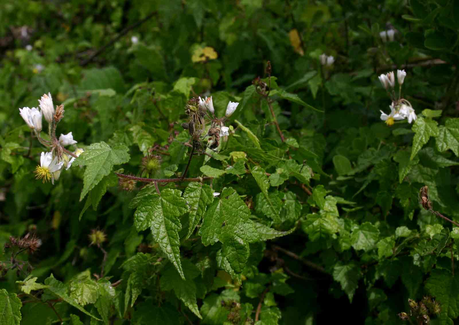 Sparrmannia ricinocarpa