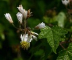 Sparrmannia ricinocarpa