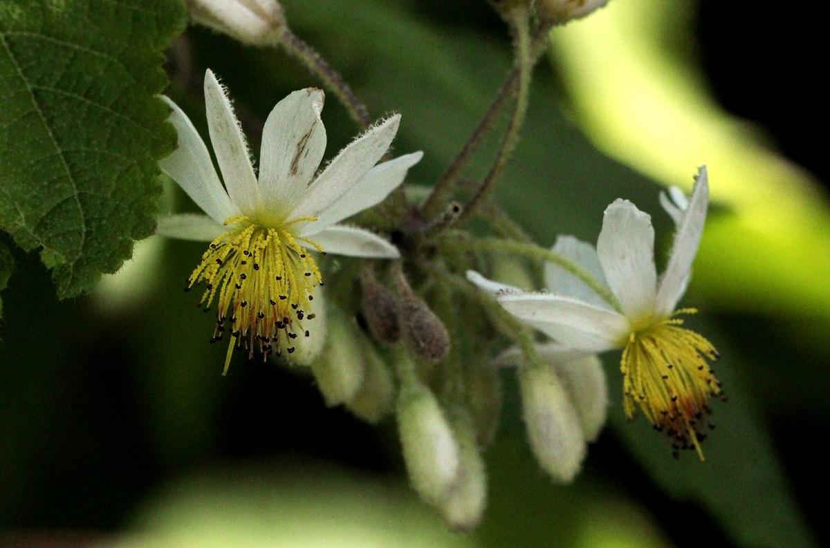 Sparrmannia ricinocarpa