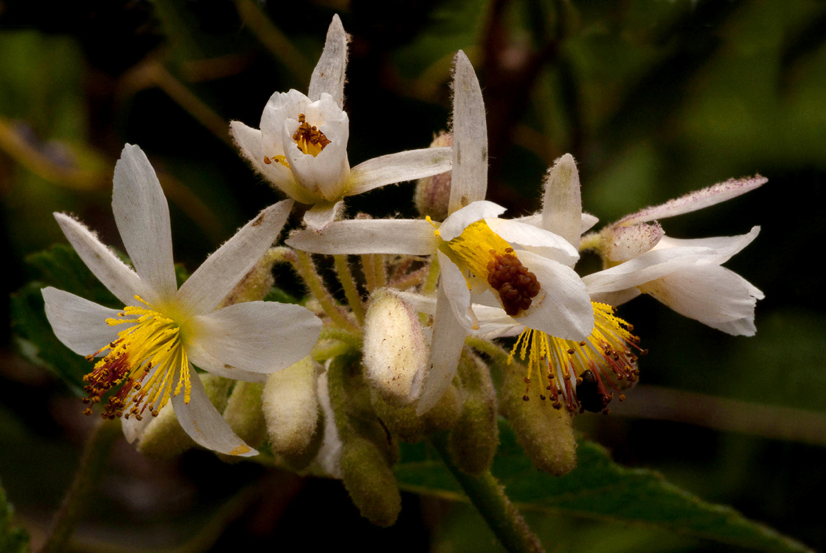 Sparrmannia ricinocarpa