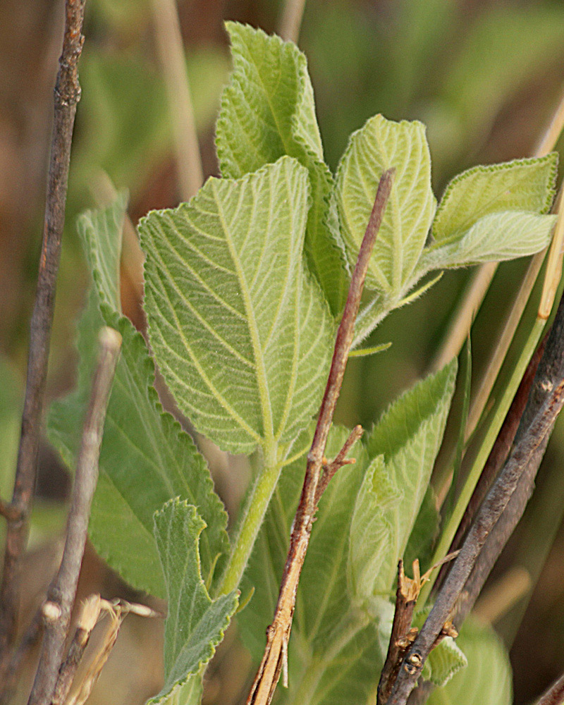 Grewia avellana Grewia avellana