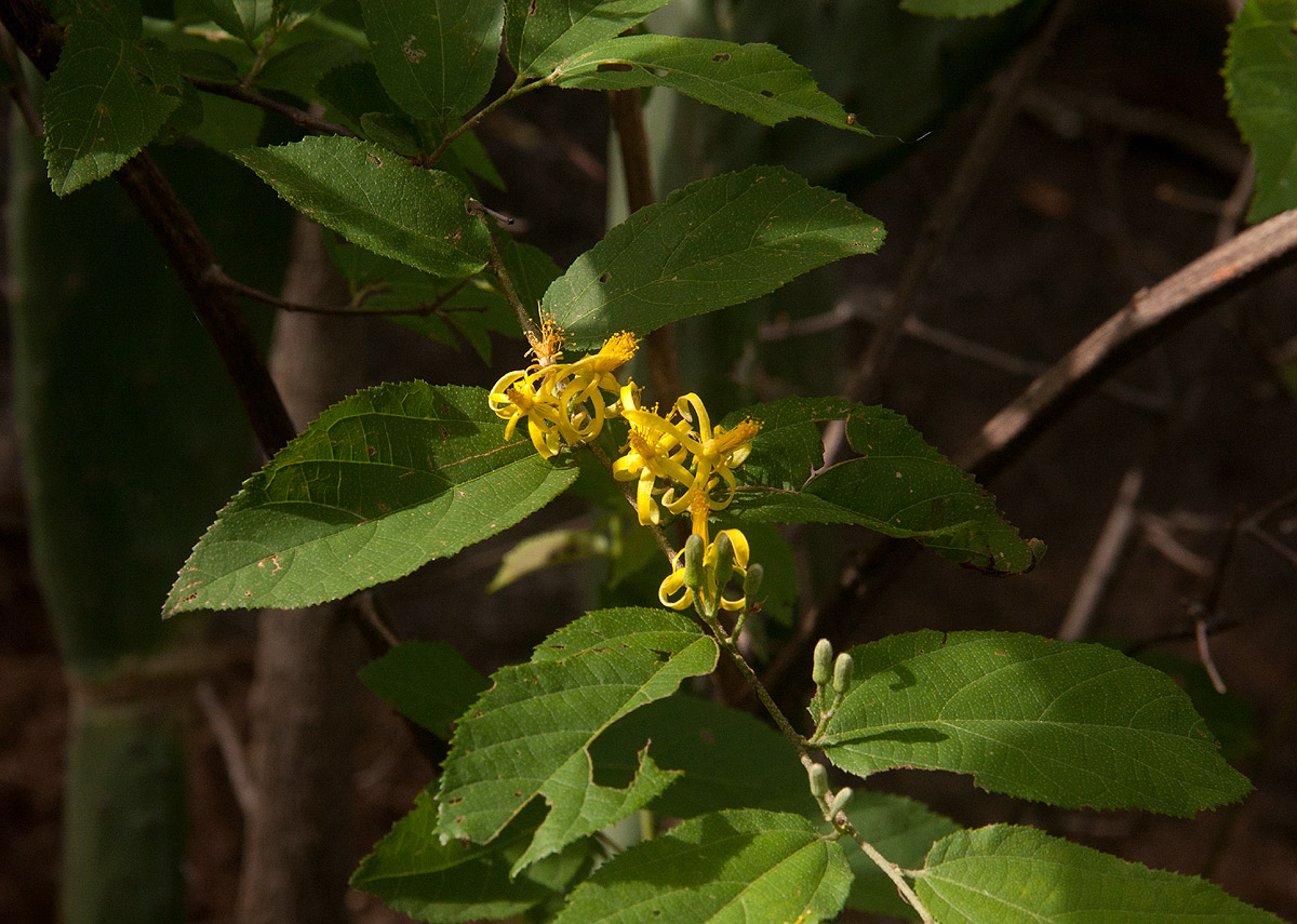 Grewia flavescens var. flavescens Grewia flavescens var. flavescens