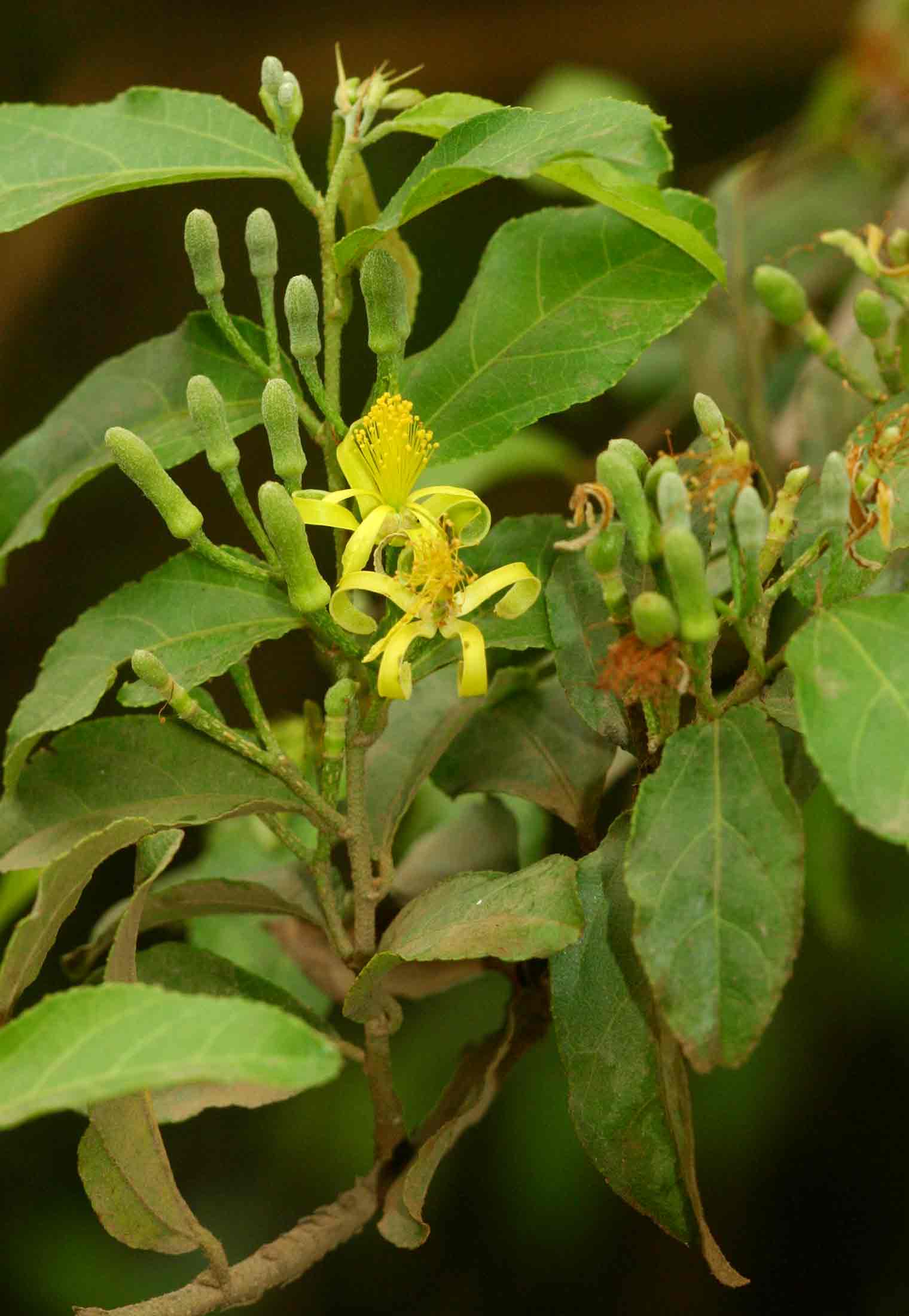 Grewia flavescens var. flavescens Grewia flavescens var. flavescens