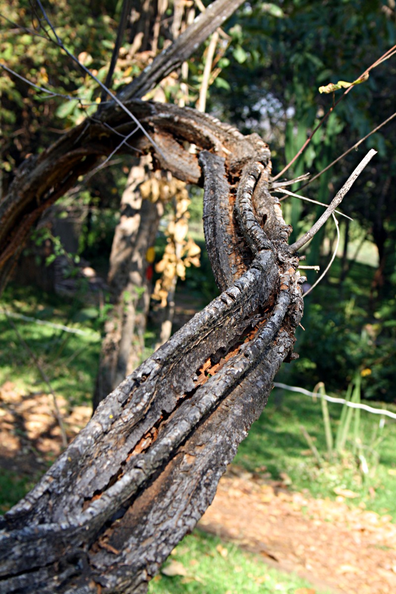 Grewia flavescens var. flavescens Grewia flavescens var. flavescens