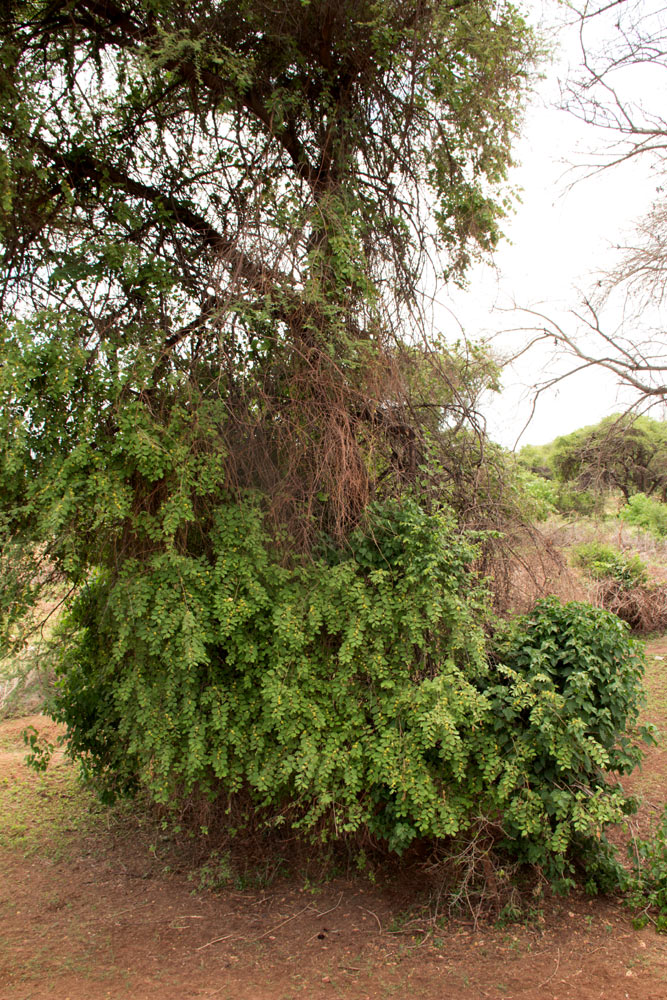 Grewia olukondae Grewia olukondae