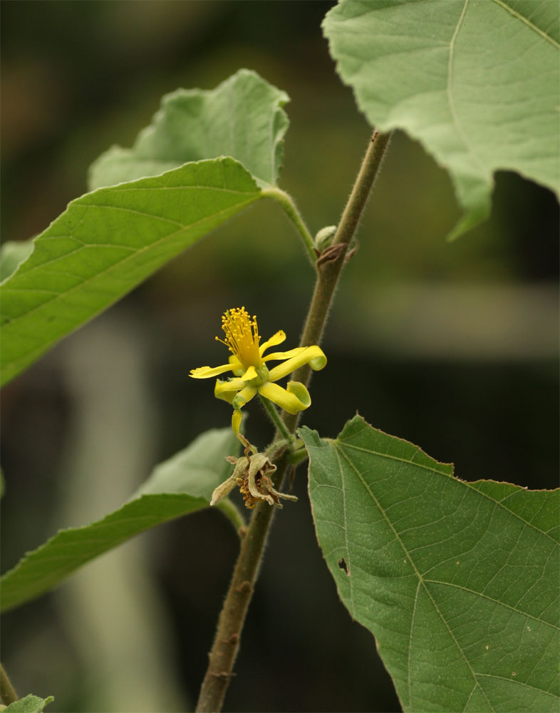 Grewia olukondae Grewia olukondae