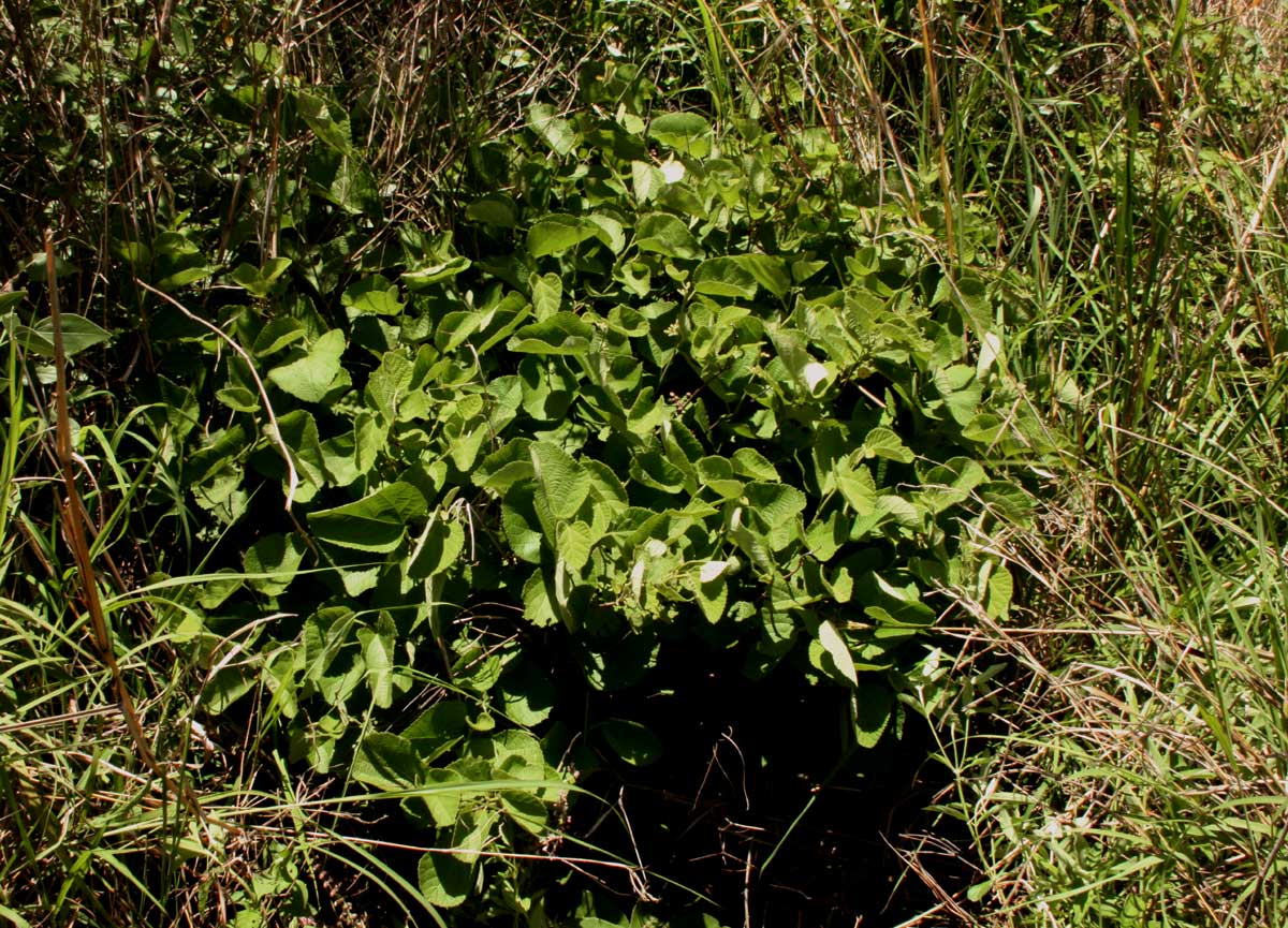 Grewia herbacea