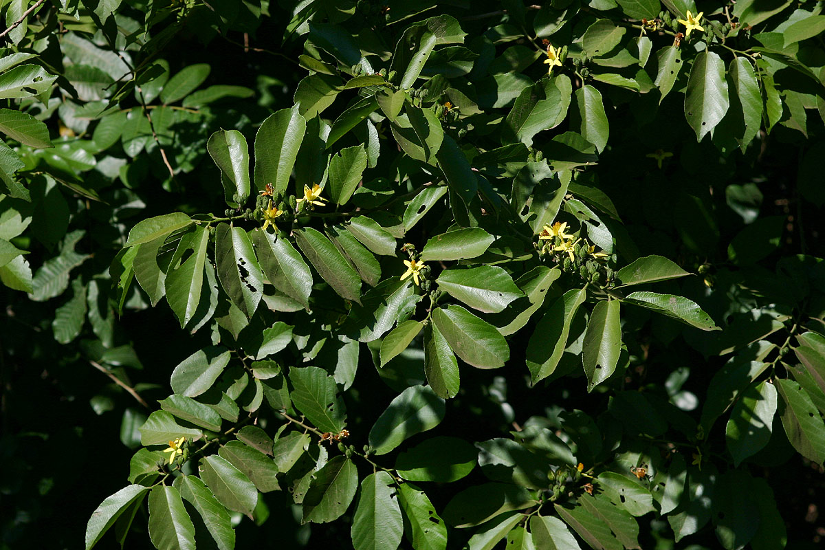 Grewia inaequilatera