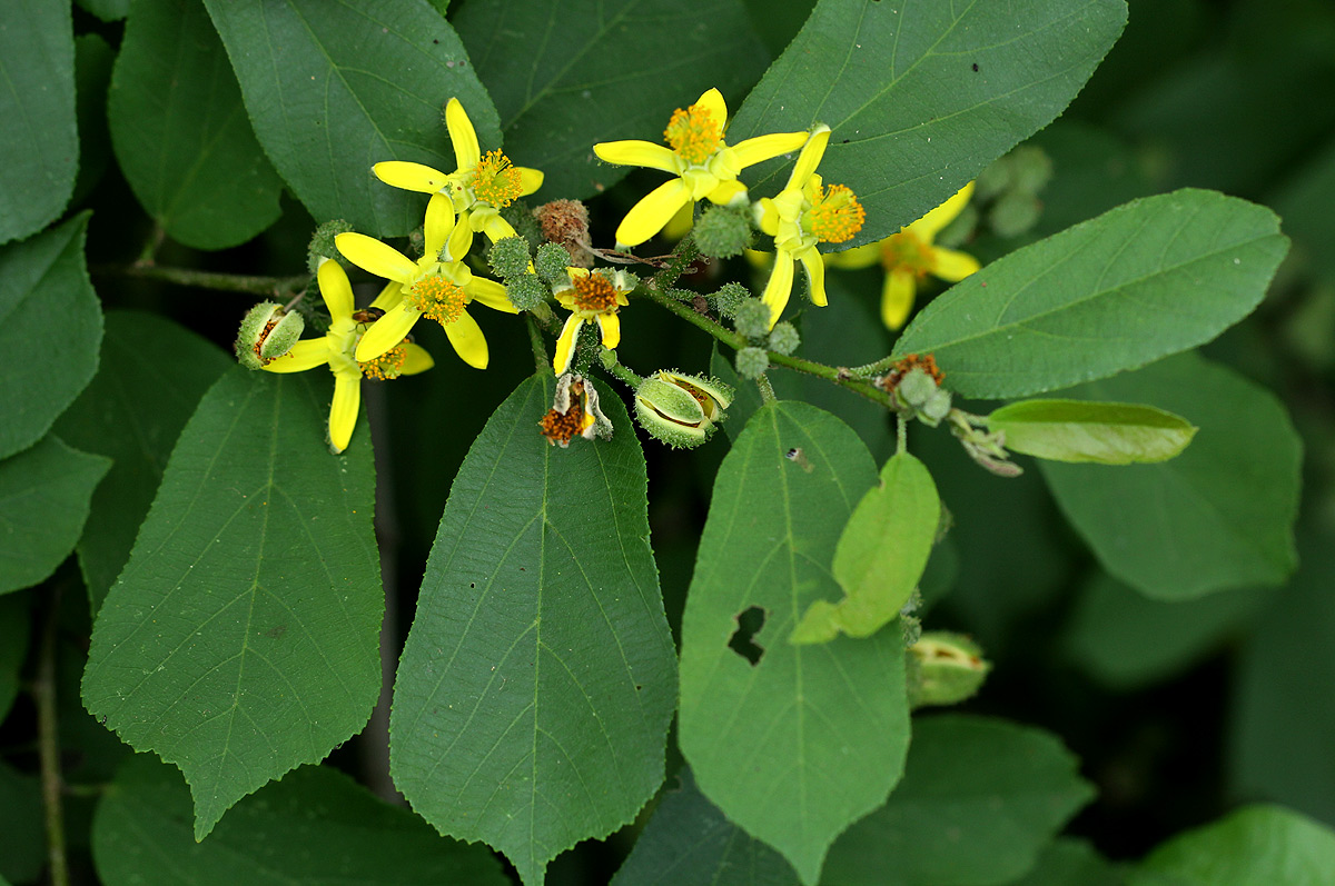 Grewia inaequilatera