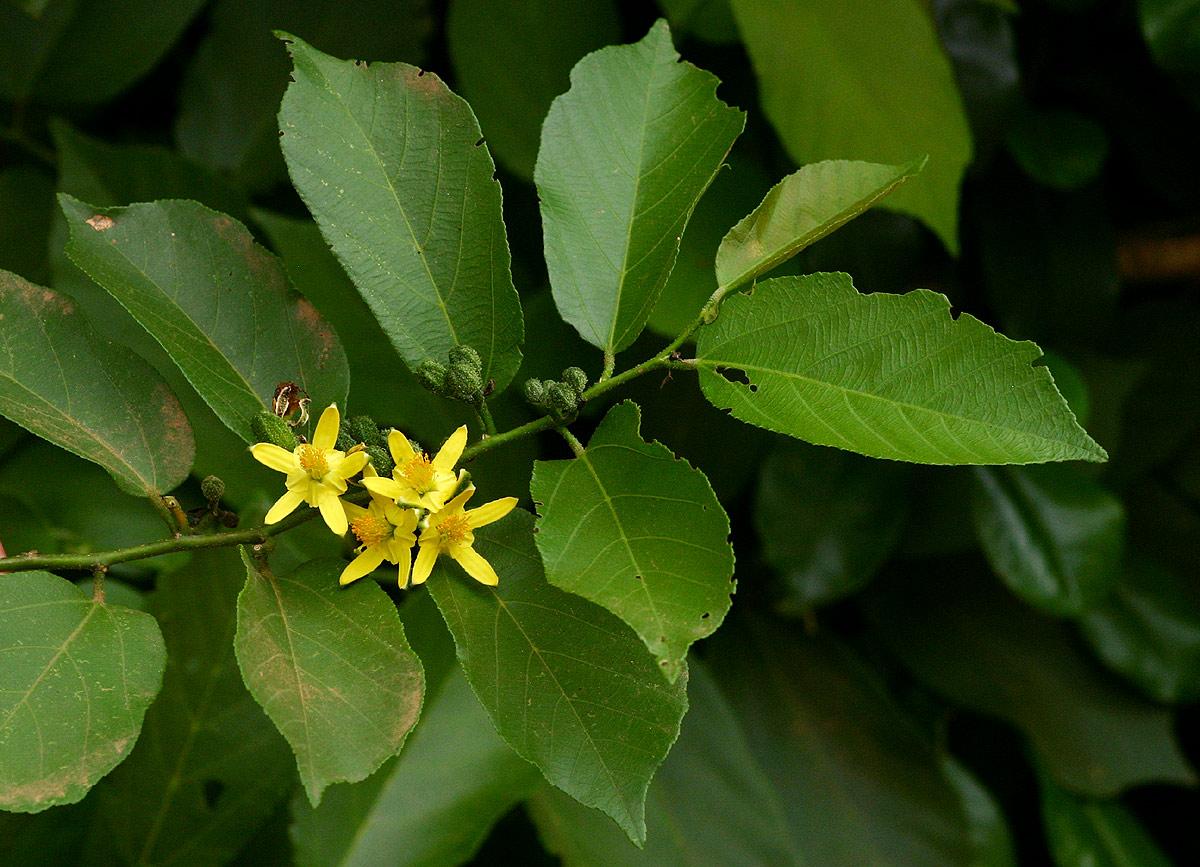 Grewia inaequilatera