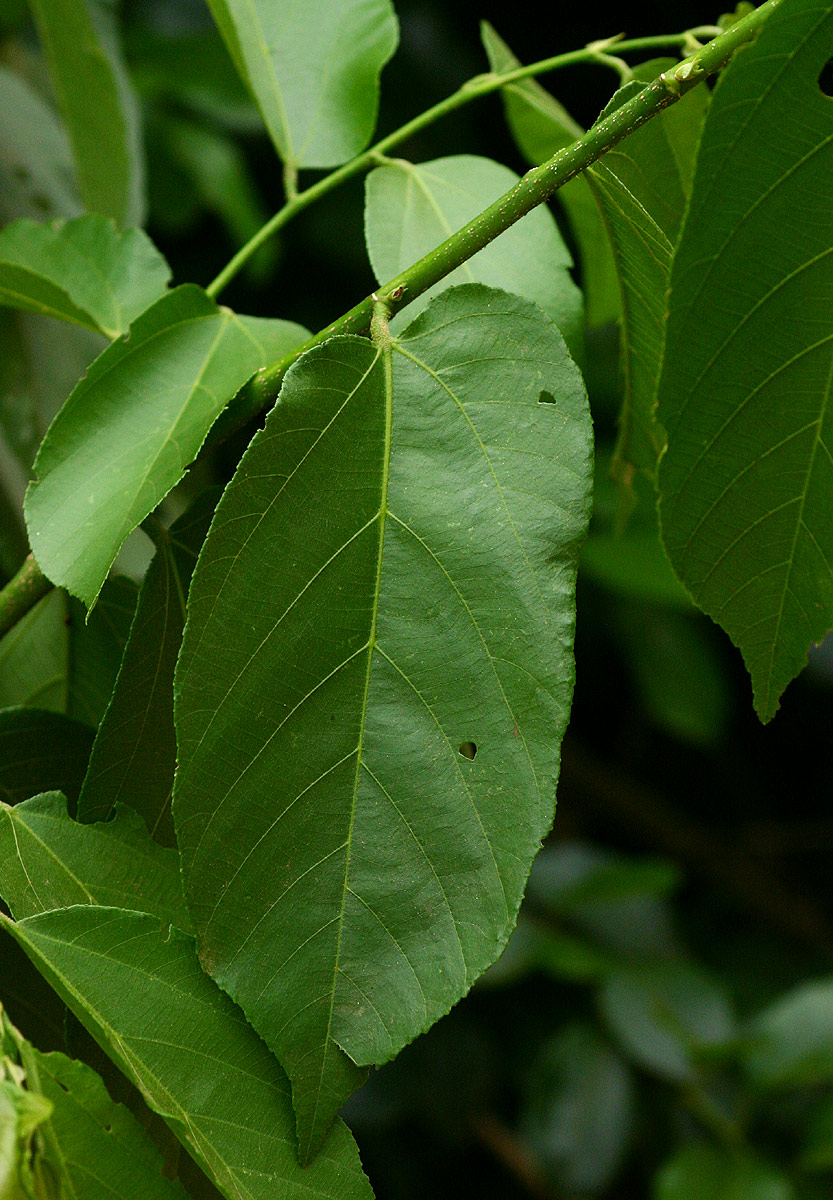 Grewia inaequilatera Grewia inaequilatera