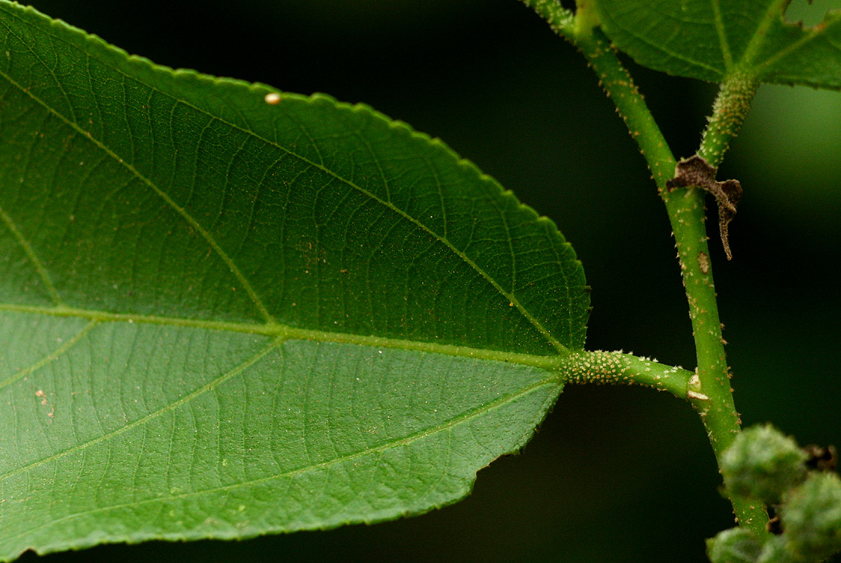 Grewia inaequilatera