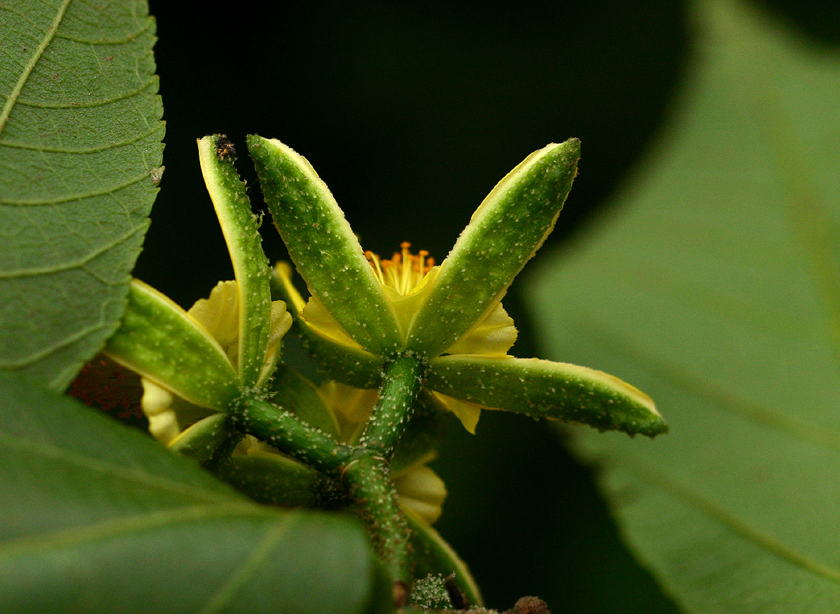 Grewia inaequilatera