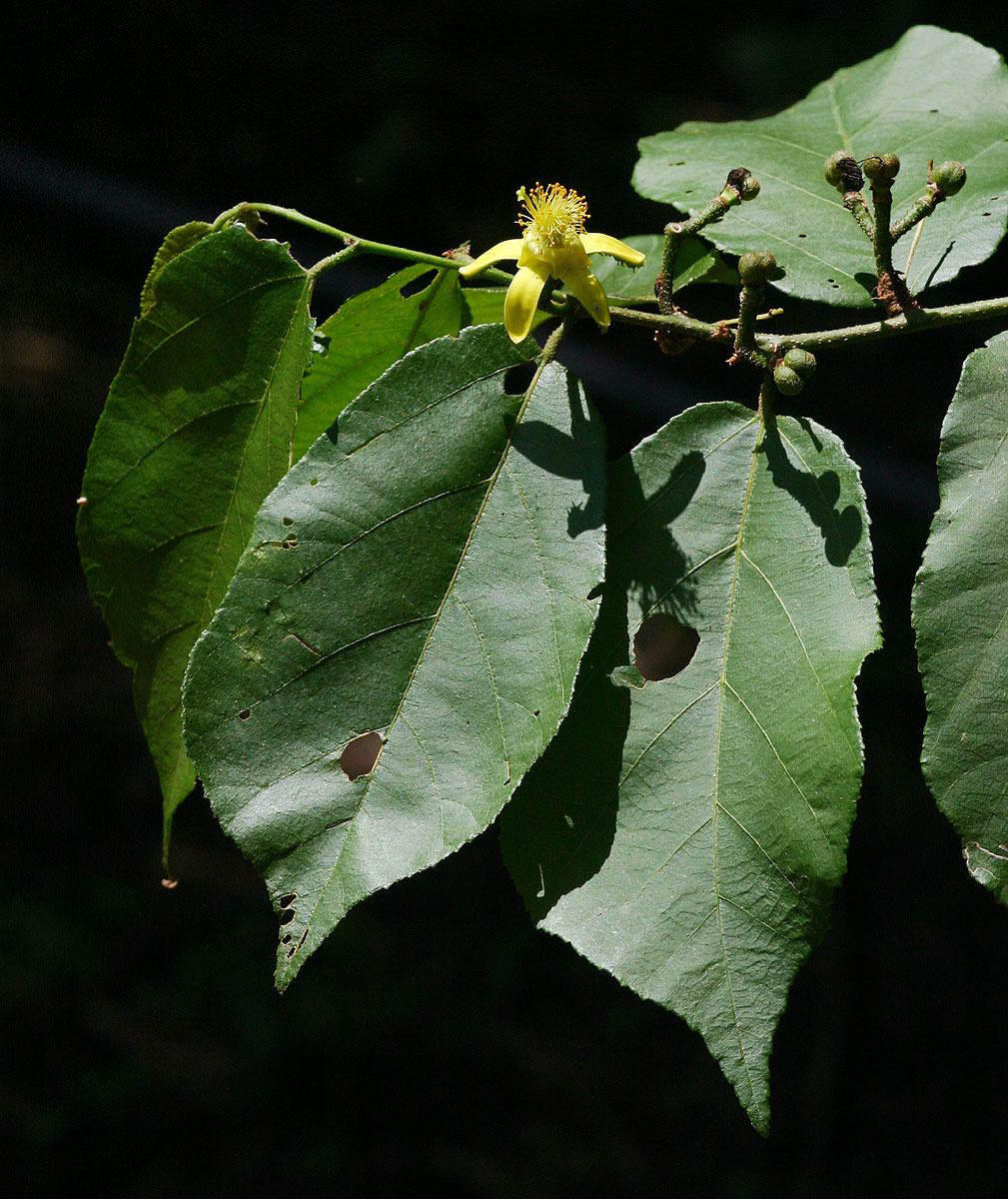 Grewia inaequilatera