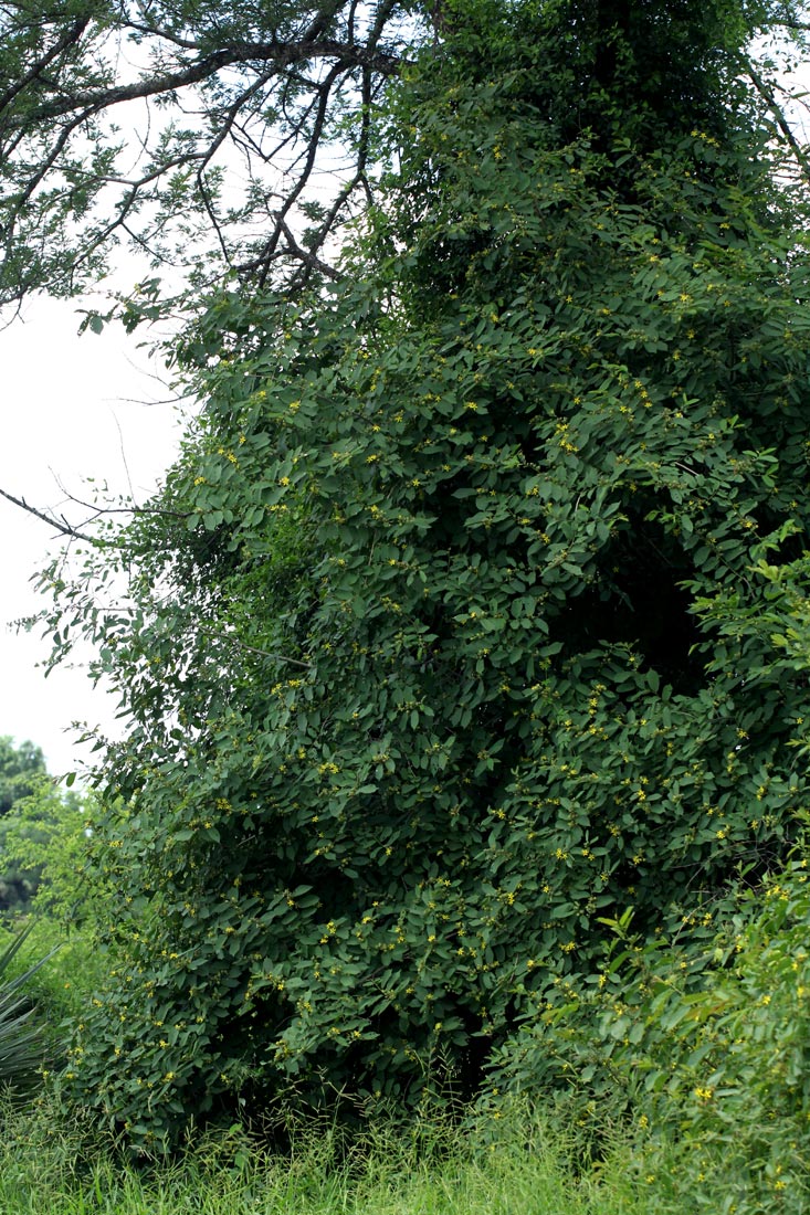 Grewia inaequilatera