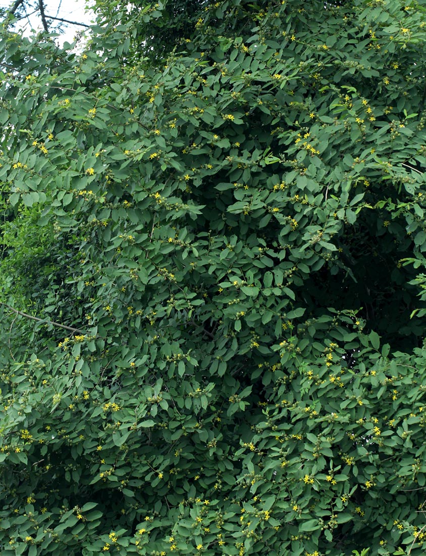 Grewia inaequilatera