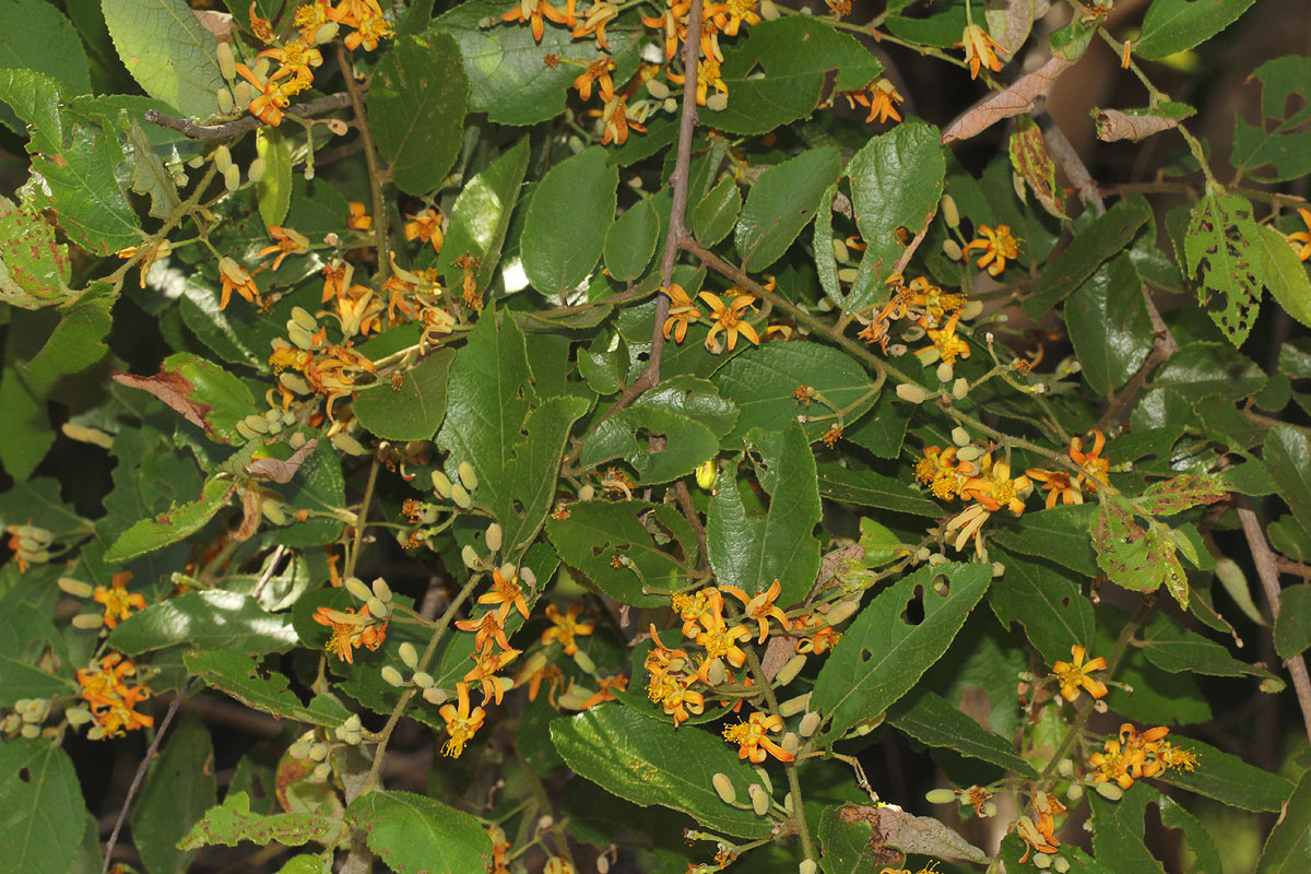 Grewia monticola
