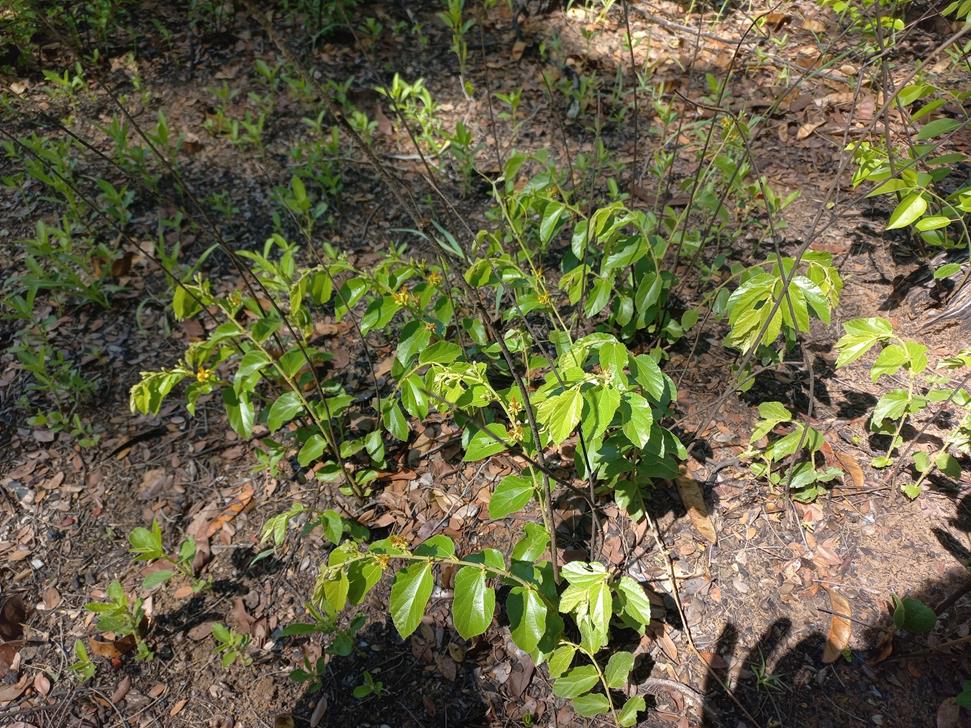 Grewia retinervis Grewia retinervis