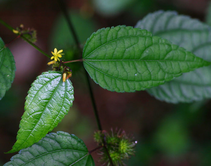 Triumfetta annua Triumfetta annua