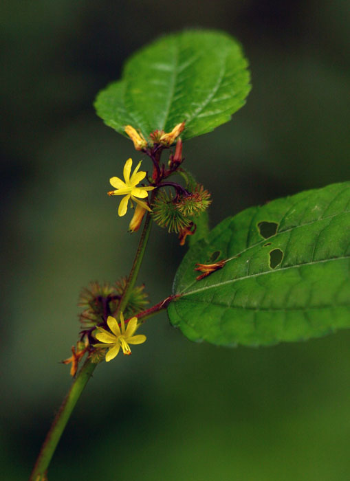 Triumfetta annua Triumfetta annua