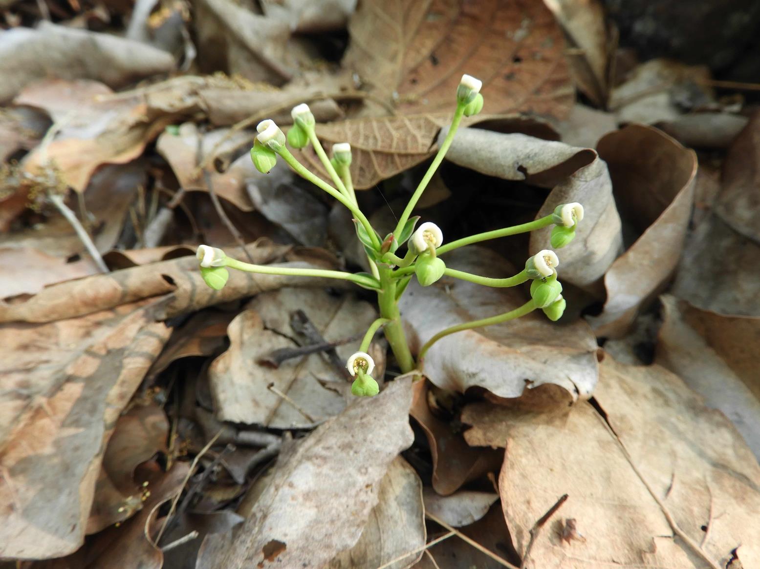 Monadenium pedunculatum Monadenium pedunculatum
