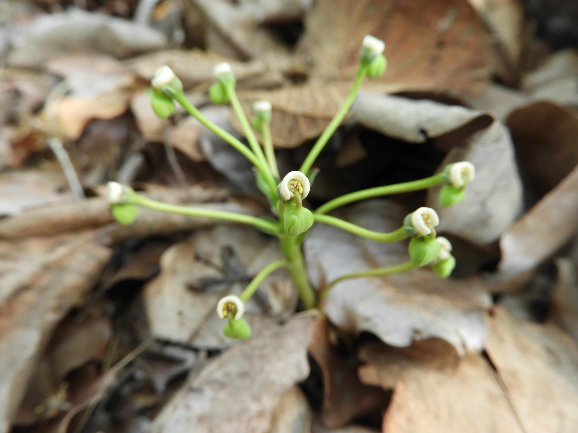 Monadenium pedunculatum
