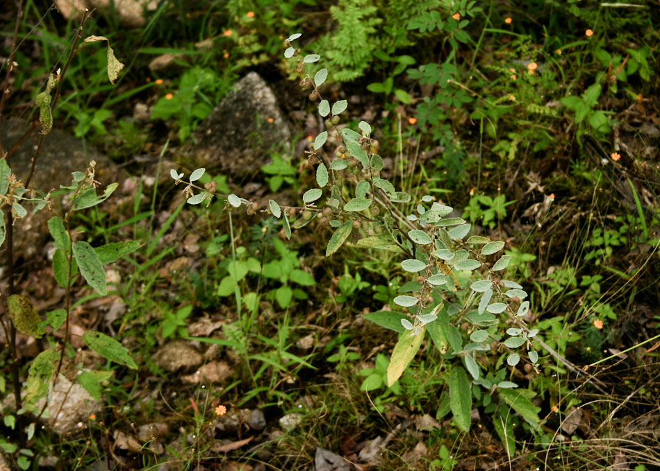 Triumfetta dekindtiana