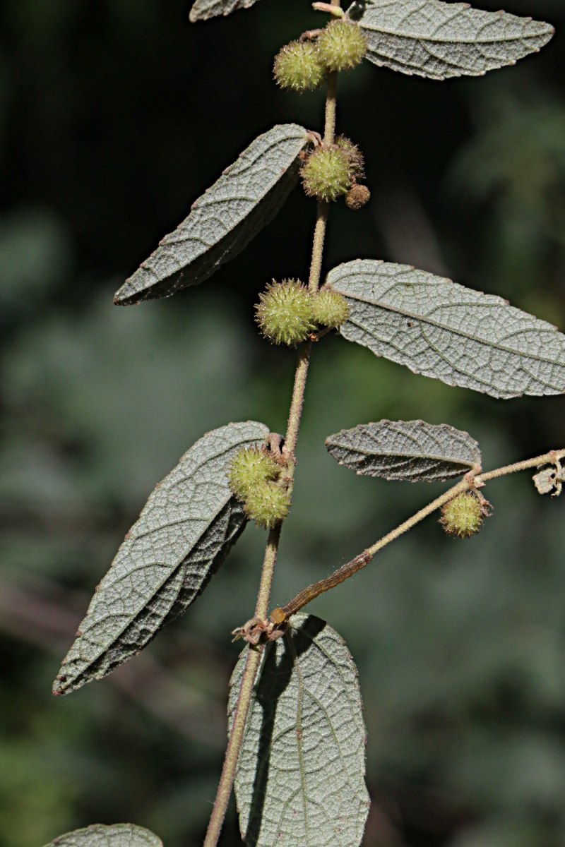 Triumfetta dekindtiana