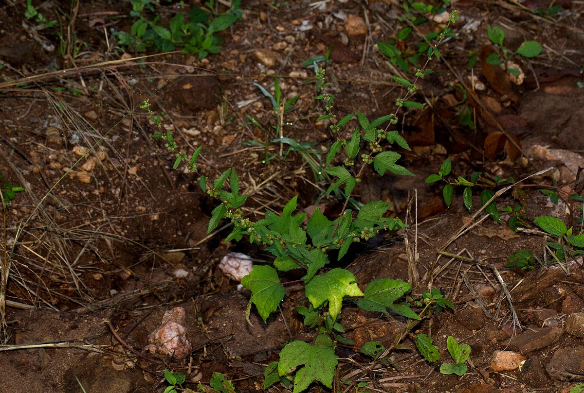 Triumfetta pentandra