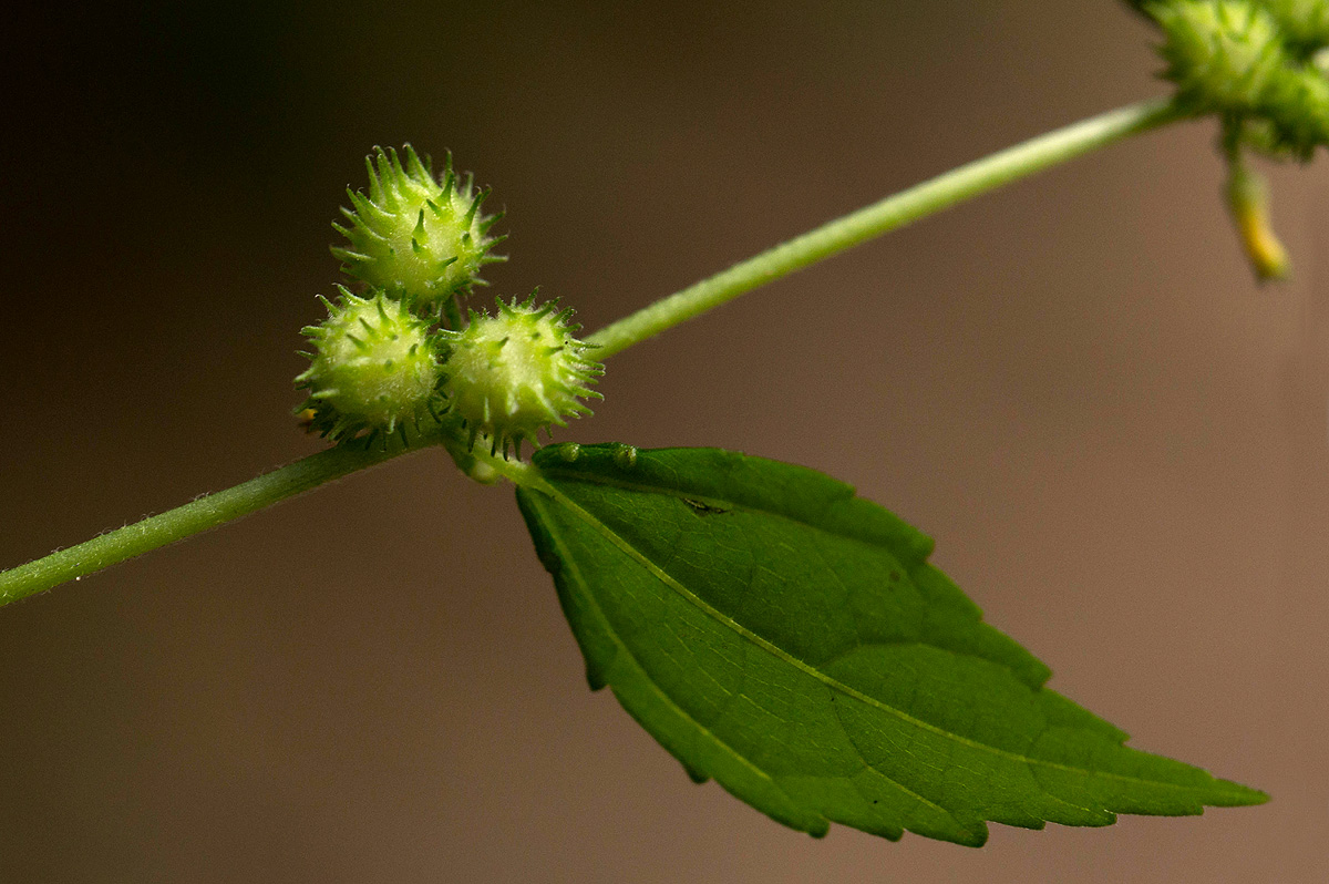 Triumfetta pentandra Triumfetta pentandra