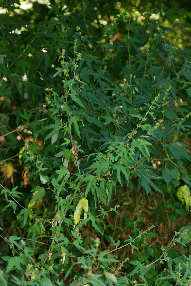 Triumfetta pentandra Triumfetta pentandra