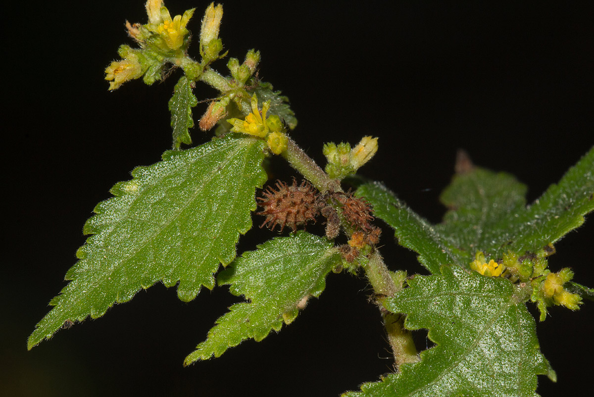 Triumfetta pentandra